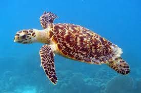 Hawksbill Turtle