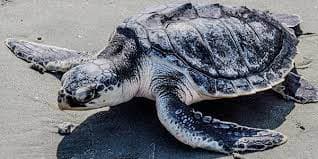 Kemp's Ridley Turtle