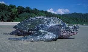 Leatherback Turtle
