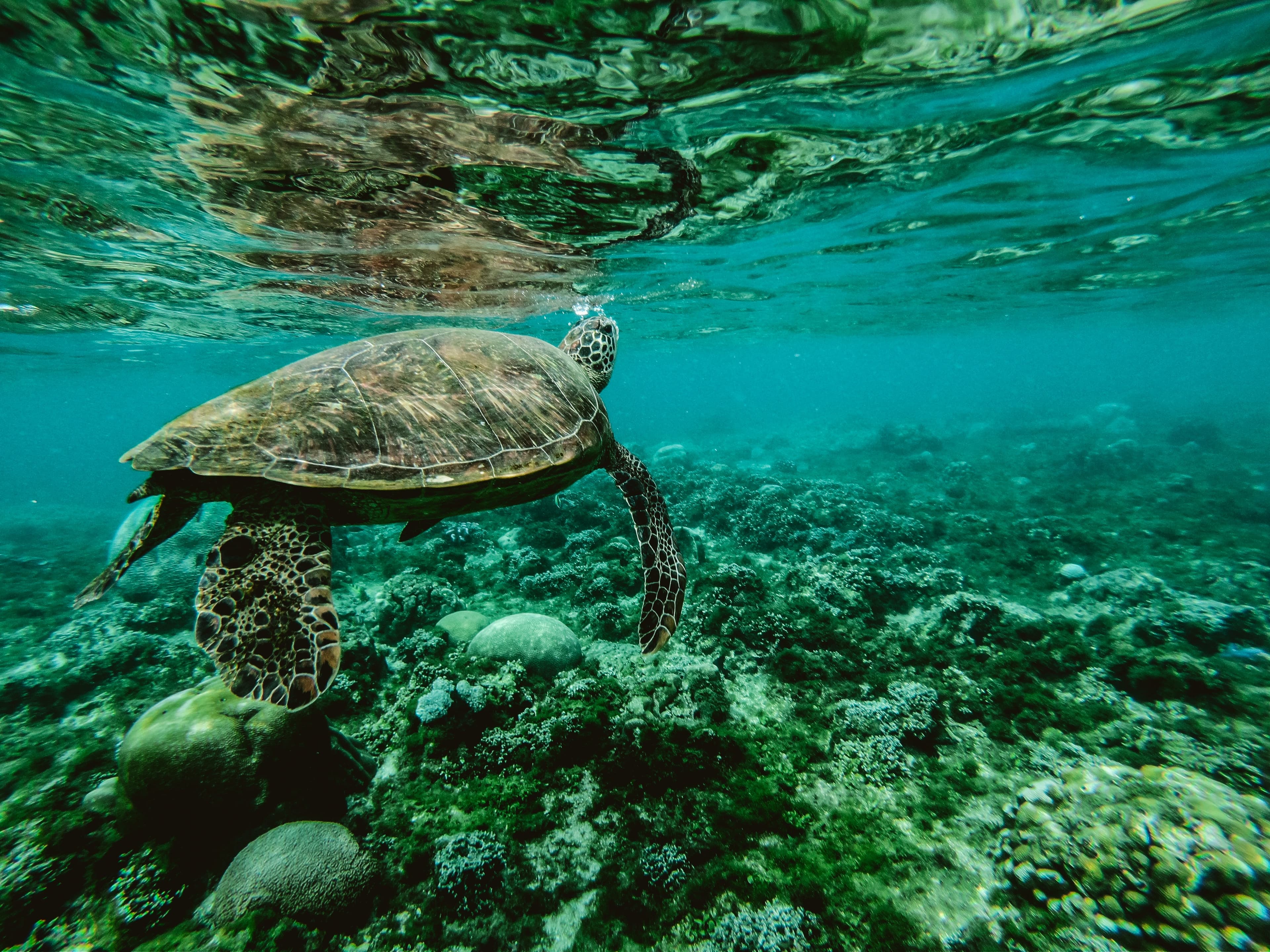Unveiling the Human Life Benefits of Sea Turtles & Ecosystem Health