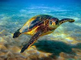Sea Turtles